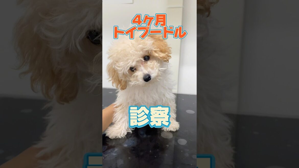 後ろ足を踏んでしまった4ヶ月のトイプードルが動物病院にやってきた！