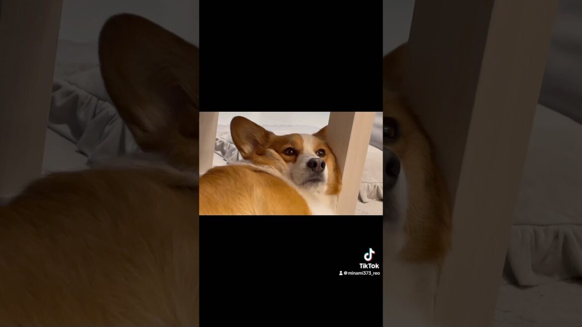 犬ってそこでくつろぐ？？ってところで寝転んだりするよね#コーギー#コーギー犬#コーギーのいる暮らし #犬 #犬のいる暮らし #犬のいる生活 #corgi #dog