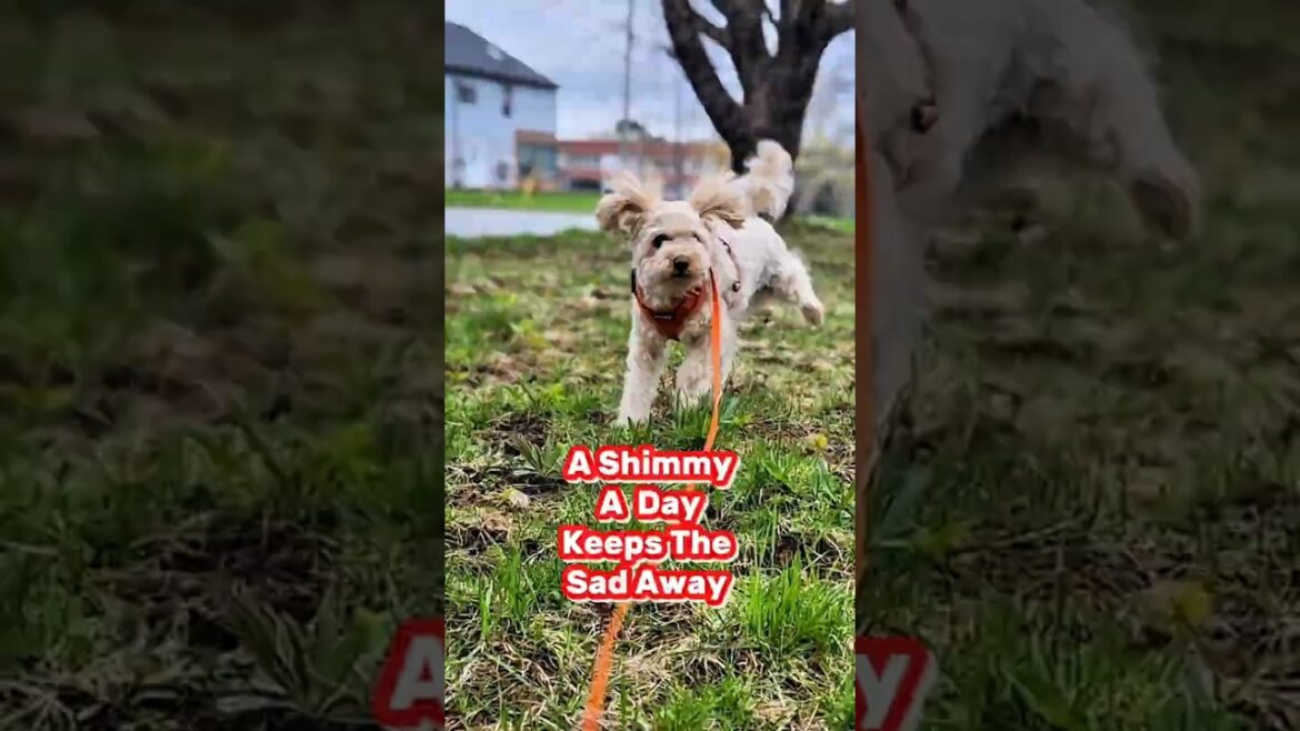 DO IT.... Shimmy Style