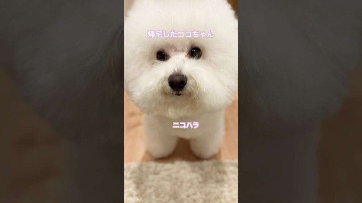 トリミングから帰ってきたココちゃん🈁#ビションフリーゼ #cute #cute #癒し #dog #bichonfrise #pets #トリミング #shorts