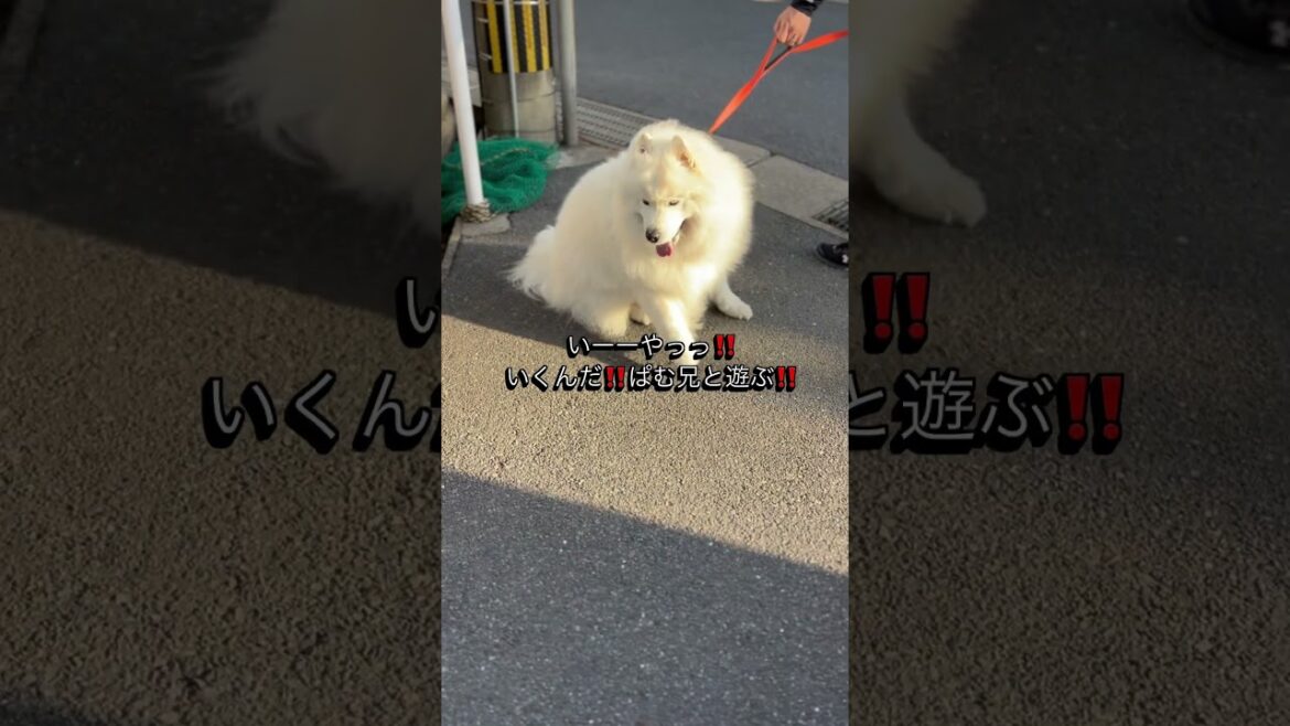 大好きなお友達に会いたくてたまらない、サモエド　#サモエド #puppy #大型犬のいる生活 #大型犬 #samoyed