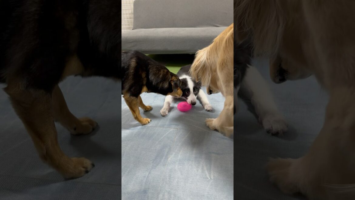 わが家にボーダーコリーがやってきた！#shorts #goldenretriever #ゴールデンレトリバー #ボーダーコリー #dog