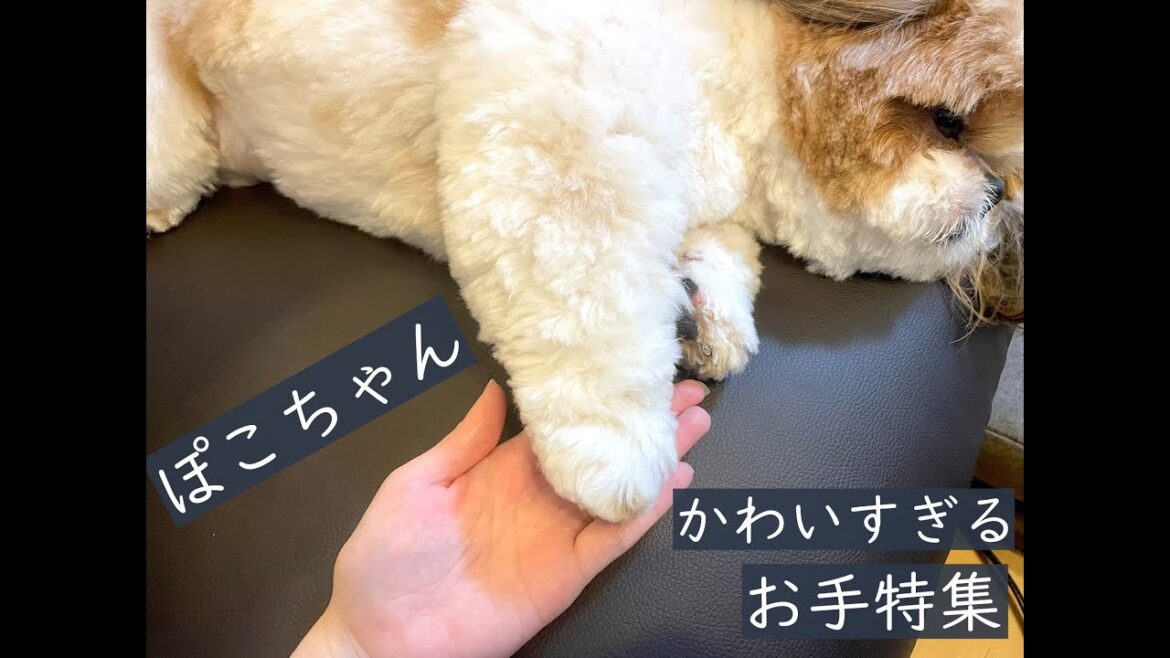 【シーズー】ぽこちゃん、かわいすぎるお手特集！