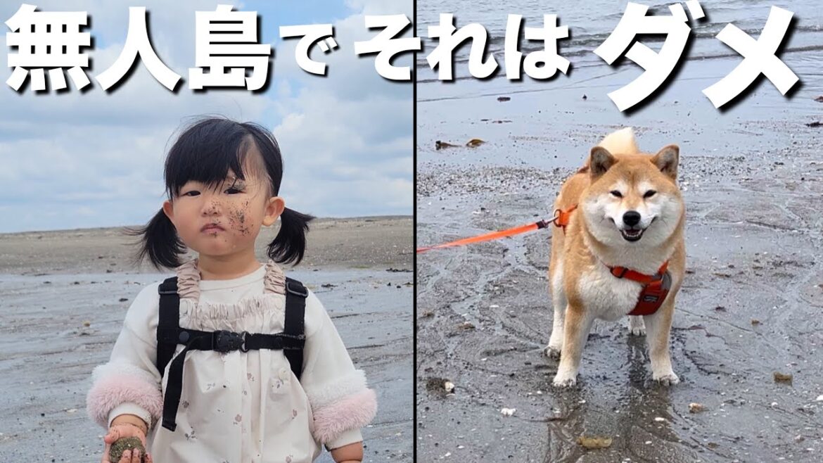 無人島に着くなりテンション爆上がりの柴犬、速攻で１歳児を泣かす