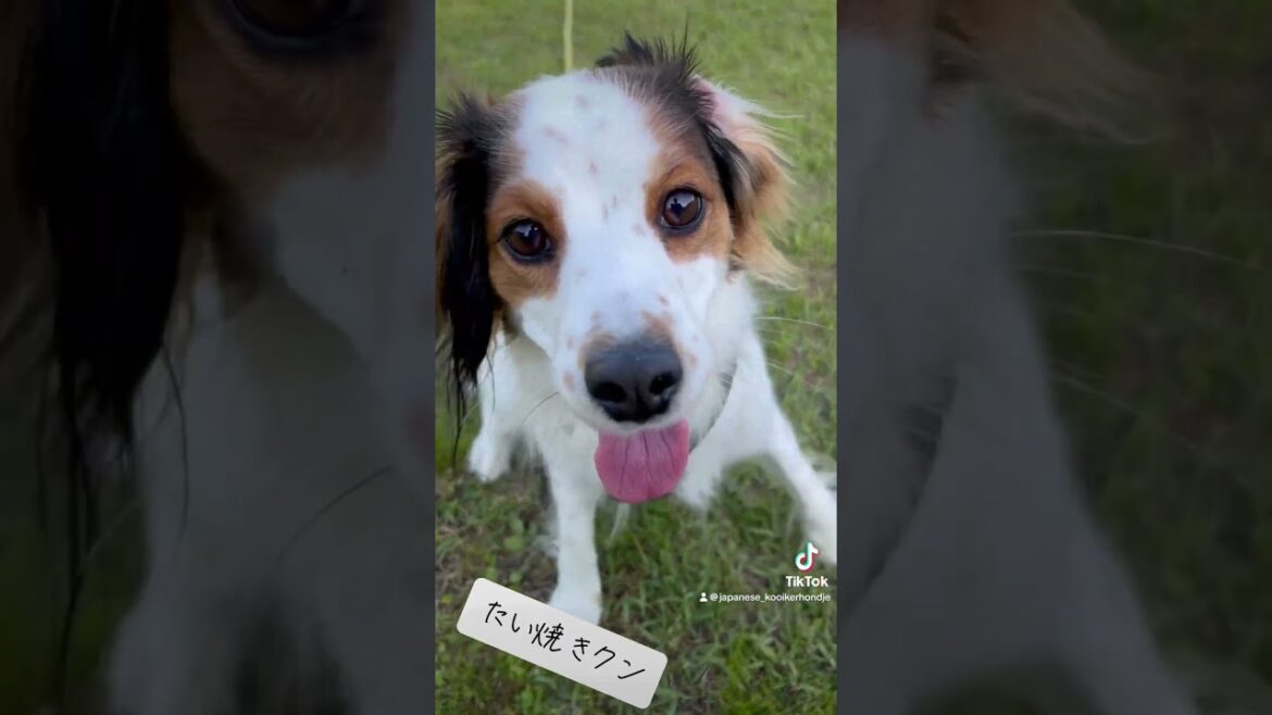 たい焼きクン#コーイケルホンディエ #デコピン #大谷翔平 #kooikerhondje