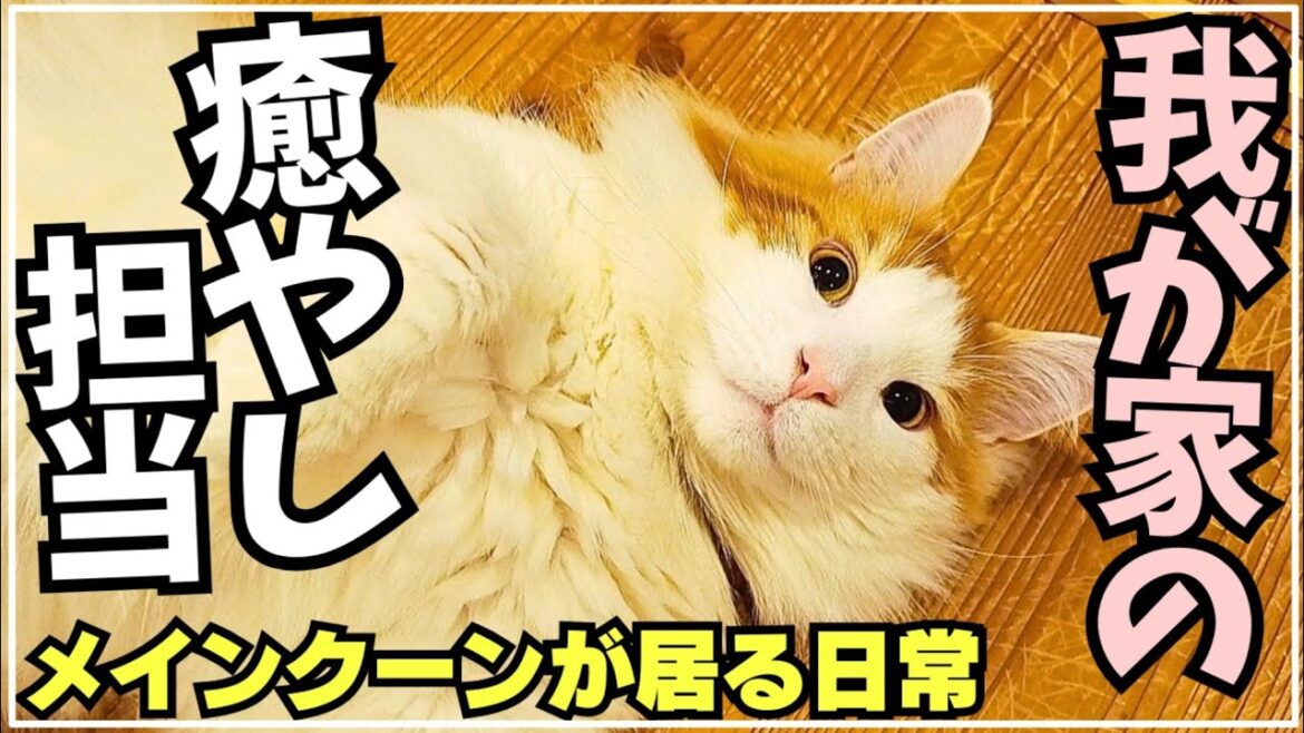 何をしてても結局癒してくれちゃう大型猫メインクーン