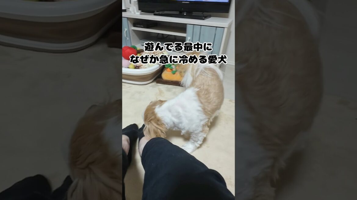 遊んでる最中になぜか急に冷める愛犬【シーズー】