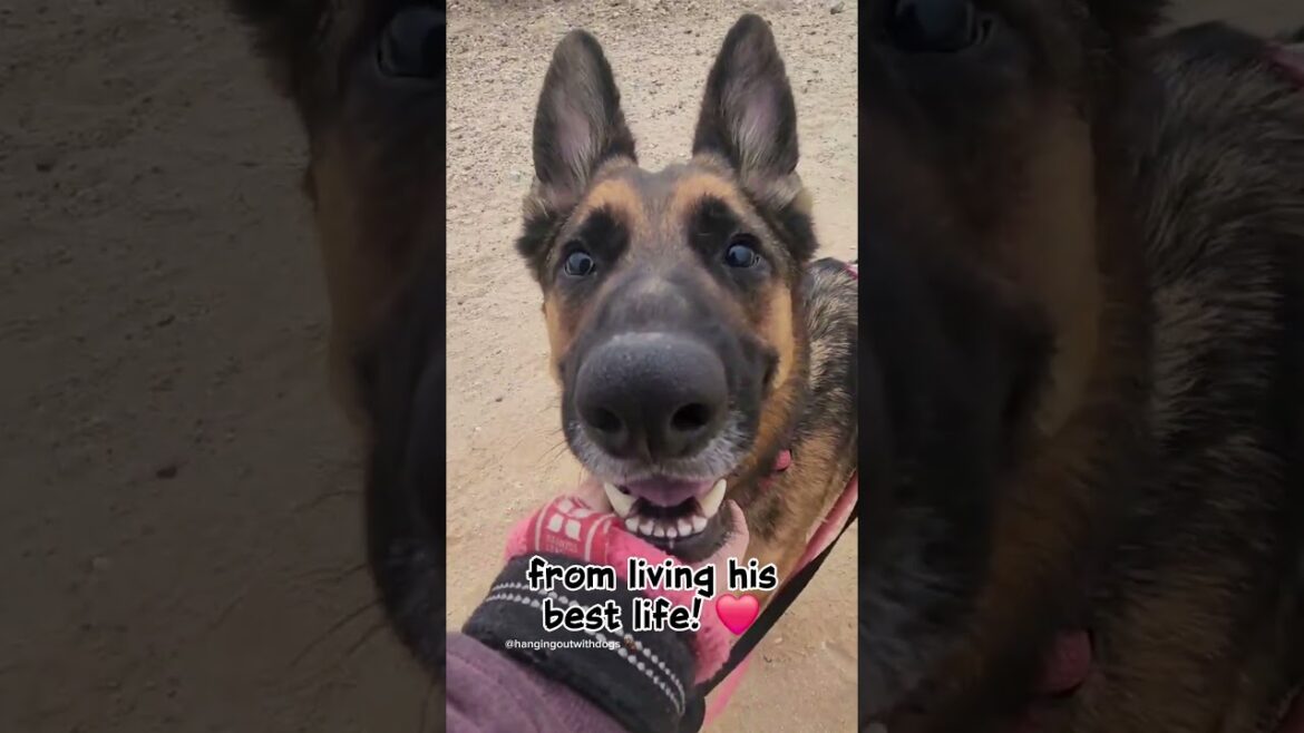 Blind Shepherd Needs a Home!