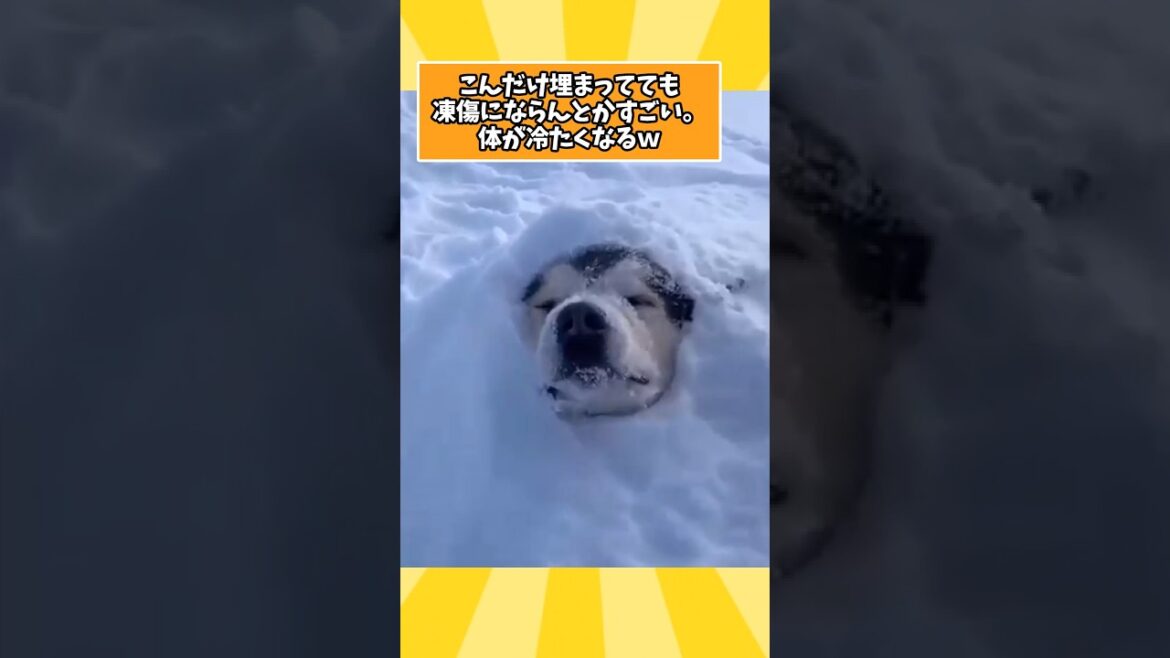 犬さんの動画見て笑ったら寝ろwww　#犬 #マラミュート #大型犬のいる生活