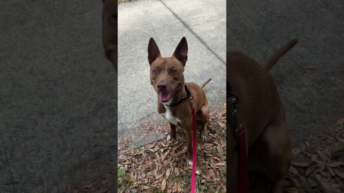 #Adoptable Tyson!