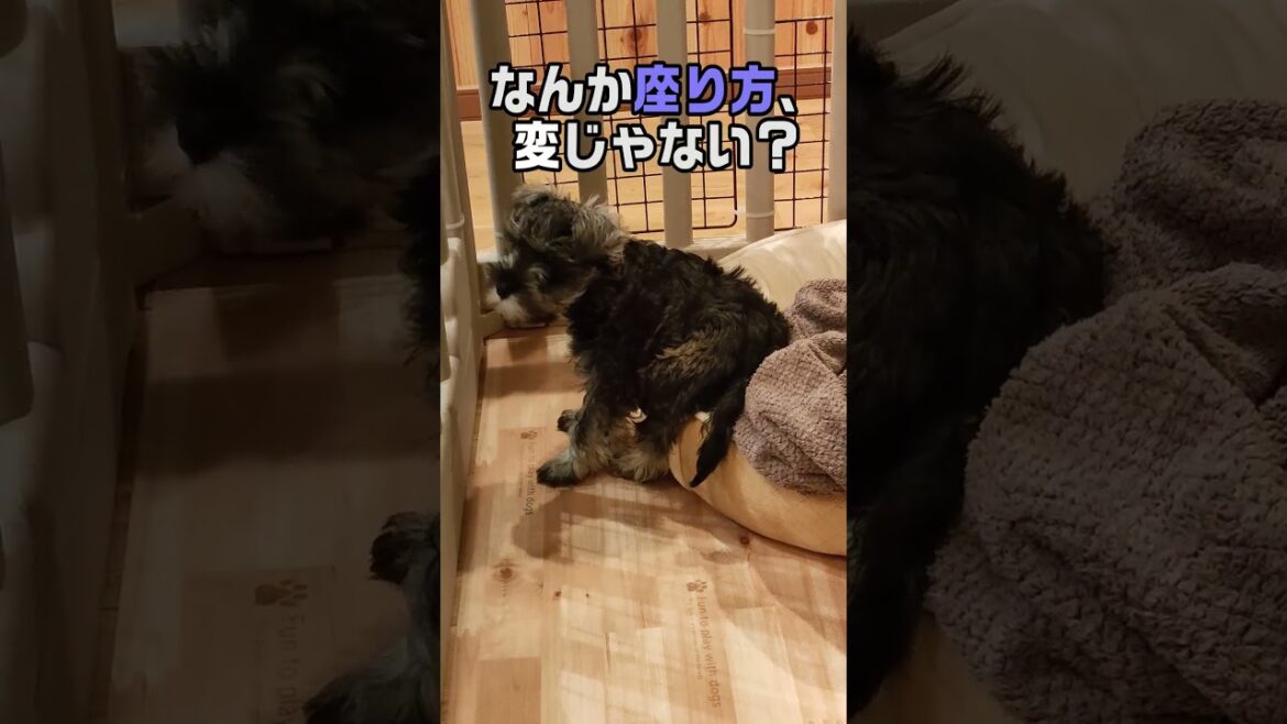 なんか変な座り方をする犬#ミニチュアシュナウザー #犬のいる生活  #子犬