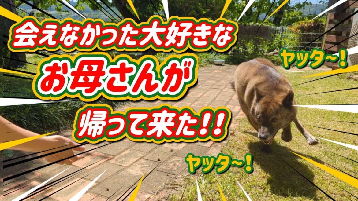 【甲斐犬mix ハル 】夜勤で一晩会えなかった、お母さんが帰ってキタ〜！ 走り回り喜ぶ犬 #甲斐犬