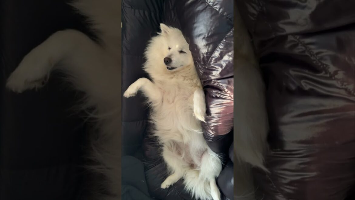 침낭 좋아하는 요미 #spitz  #강아지 #여행 #반려견 #shorts #shortvideo #puppy #shortsvideo