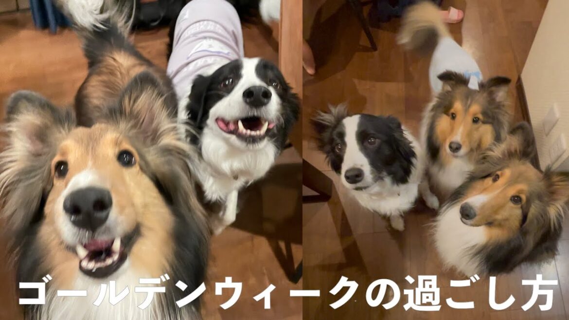 【ボーダーコリーとシェルティ】ゴールデンウィークの過ごし方