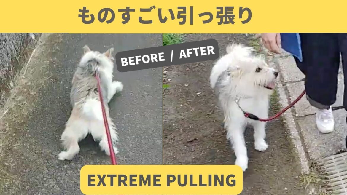 テリア犬の物凄い引っ張り。セッションのビフォー／アフター。