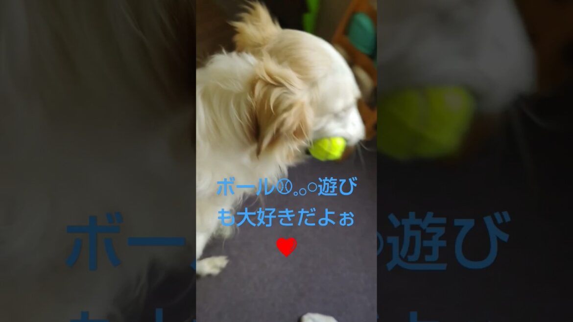 ボール🥎遊びも大好き ボルゾイ🐶🎶　　Borzoi loves to play with a ball.