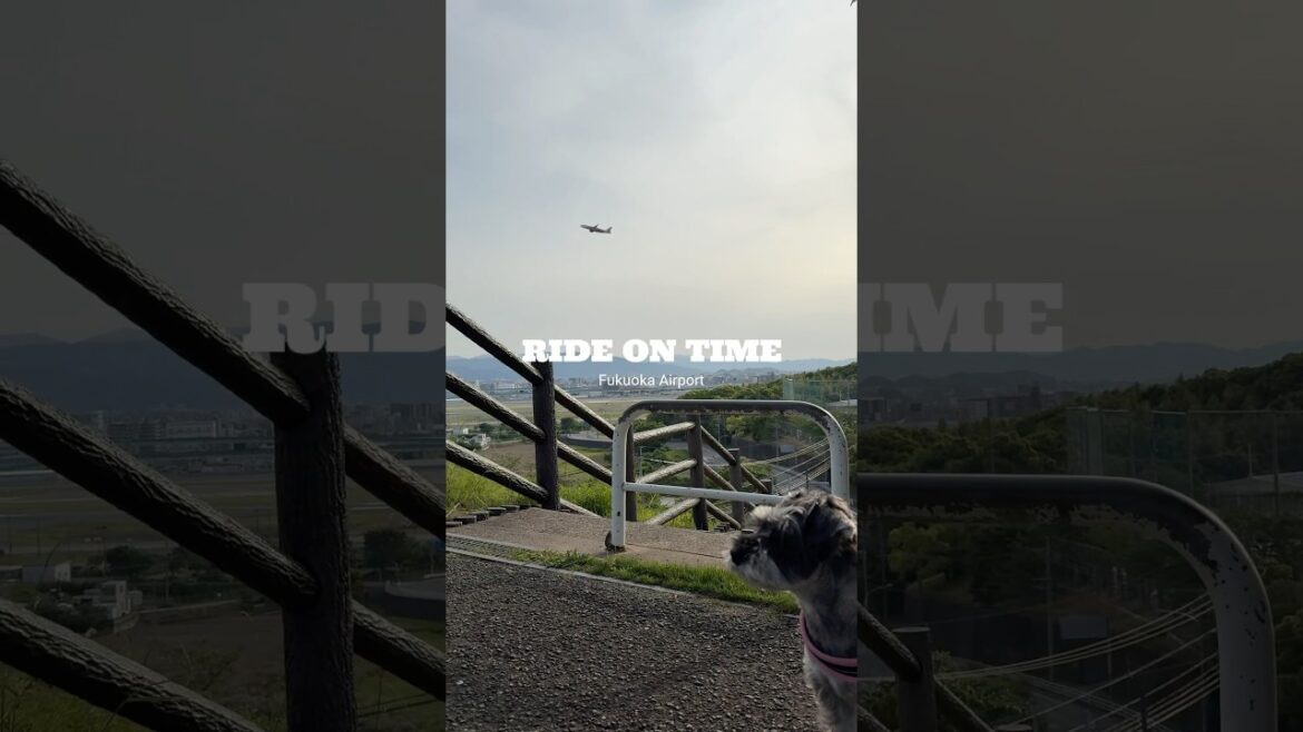 【ミニチュアシュナウザー】誰にでも飛べる時がある#レミオから学ぶ勇気#福岡空港 #rideontime #マッキー #ミニシュナ部 #ミニチュアシュナウザー #犬好きさんと繋がりたい #福岡犬民