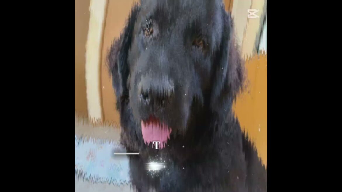 ニューファンドランドの魅力TOP5【超大型犬】