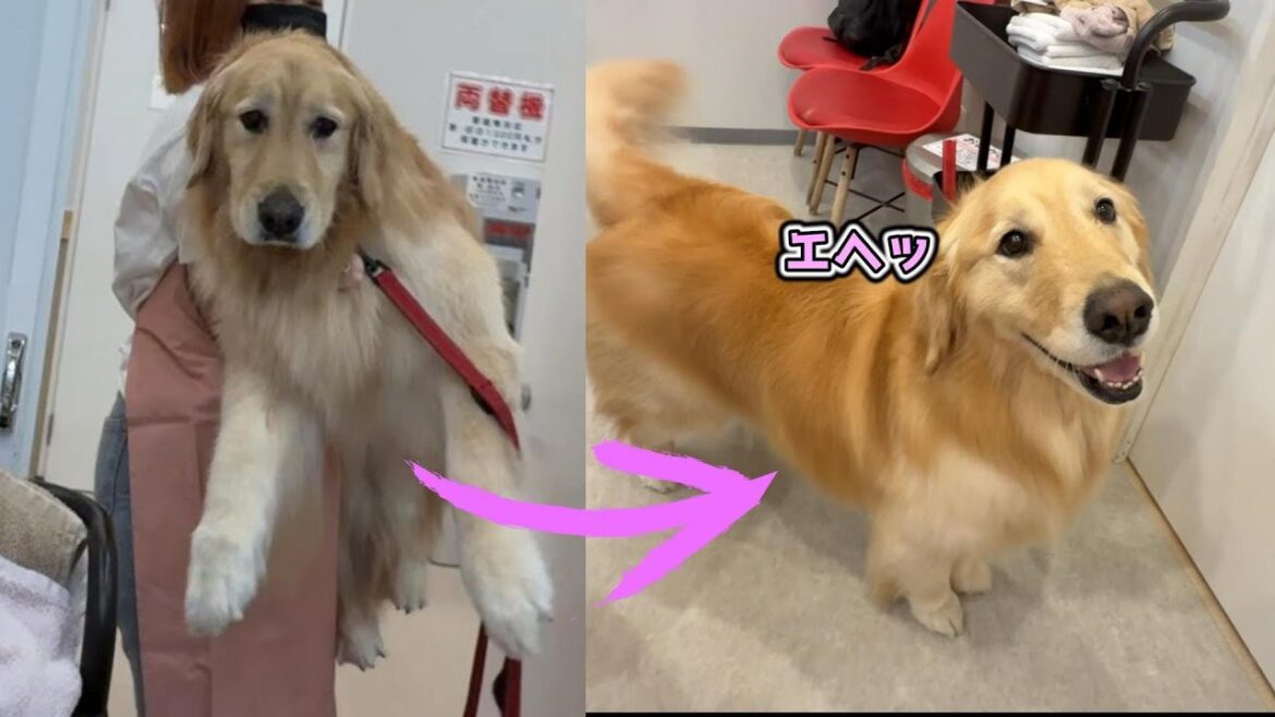 お風呂前と後の表情が明らかに違いすぎて笑えるｗ