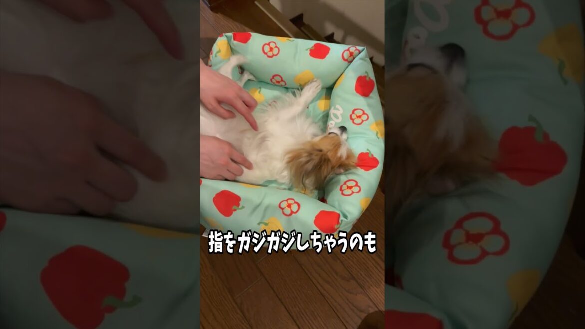 【高貴なる犬？】触られてモジモジ