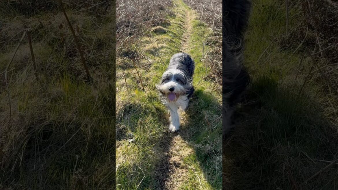 I’m on my way!😀 #collie #beardedcollie #happydoglife #dogwalk #shorts