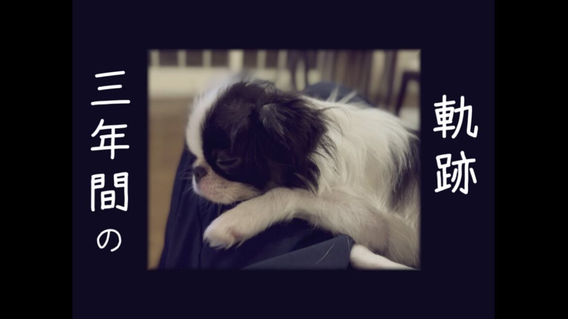 狆(チン)が子犬から成犬になるまで一気に見せます「笑あり涙あり」感動ありの成長記録