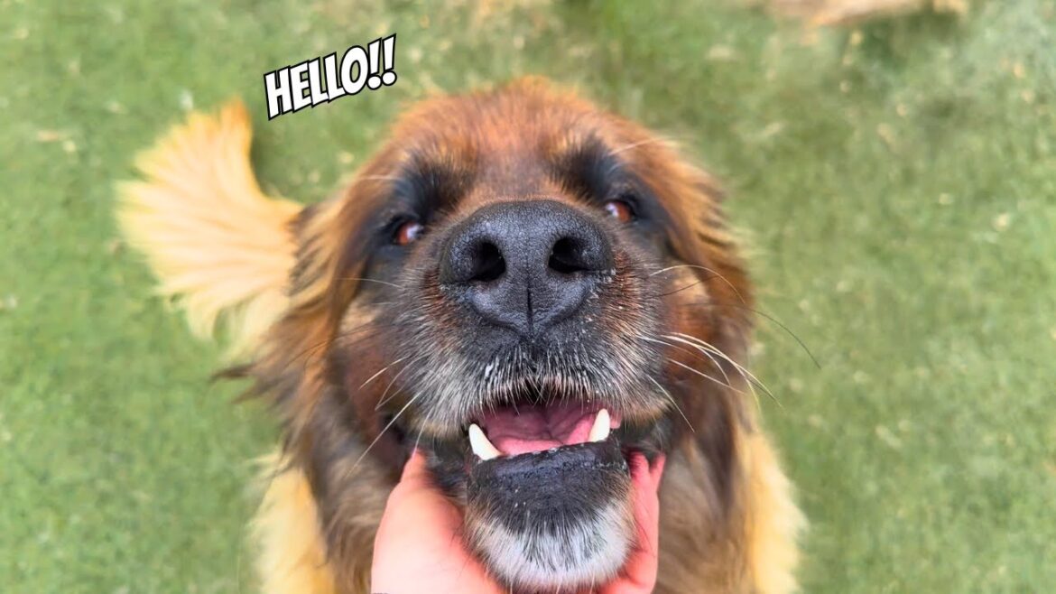 犬って最高！ - レオンベルガーパック！