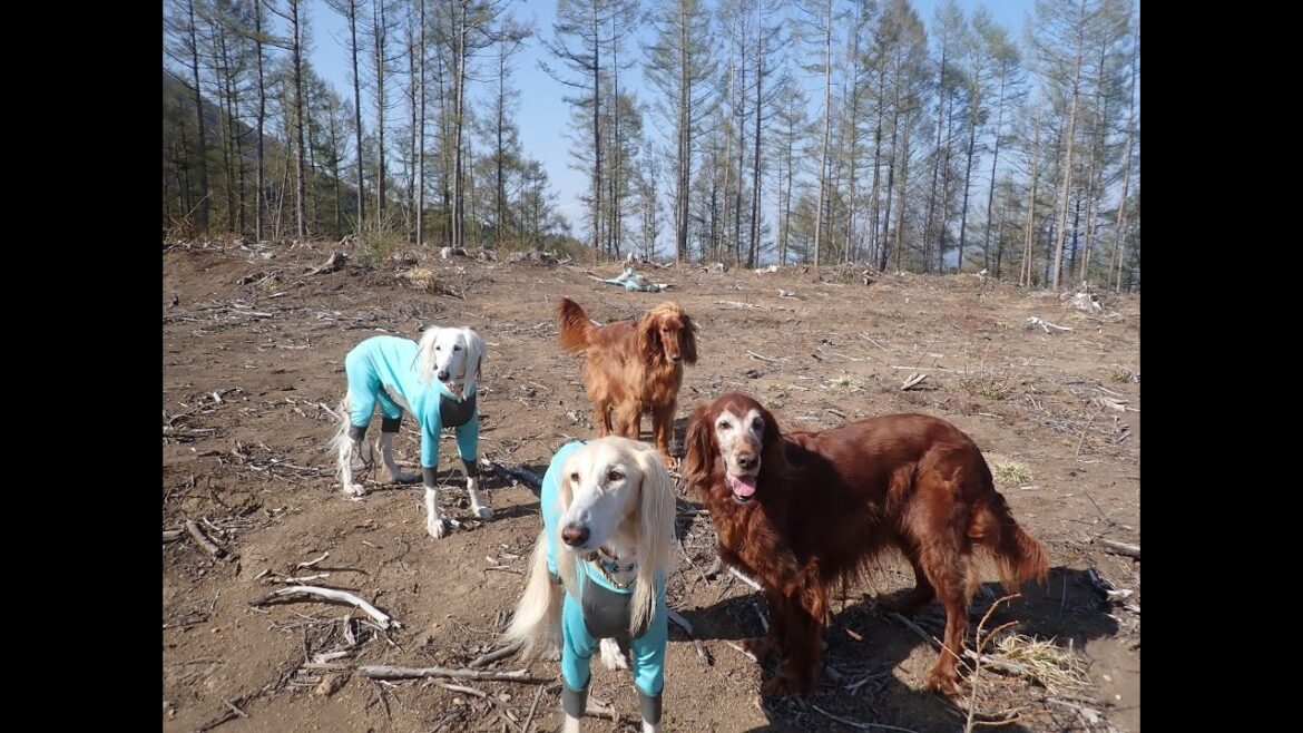 サルーキ　ぽぽ・喜八！叩けば埃の出る男🐾 （Saluki・Irish Setter）