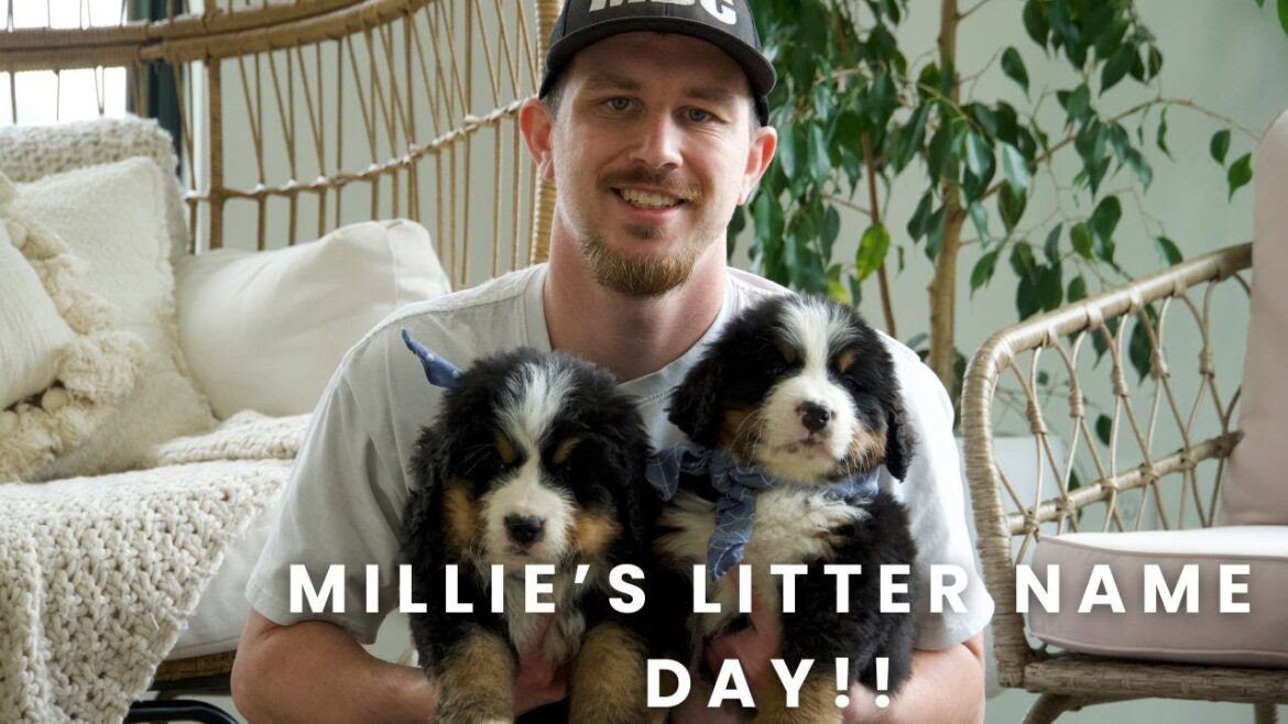 Millie's Bernese Mountain Dog Puppies | Name Day!