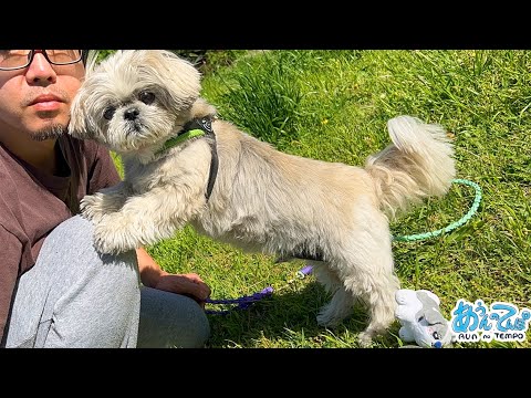 【爆発】シーズー犬てんぽさん、頭のイボがつぶれました 【爆発】シーズー犬てんぽさん、頭のイボがつぶれました