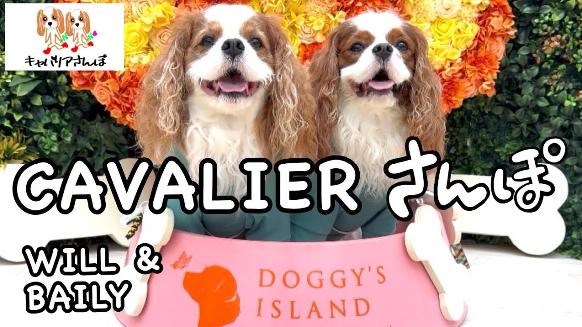 小谷流の里　ドギーズアイランド　千葉県八街市　愛犬と贅沢な時間を過ごせるリゾート
