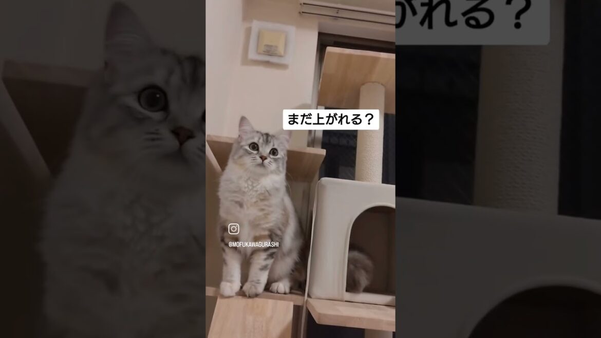 キャットタワー頂上到達のもふもふ｜キンカローのルル#shorts #kinkalow #キンカロー