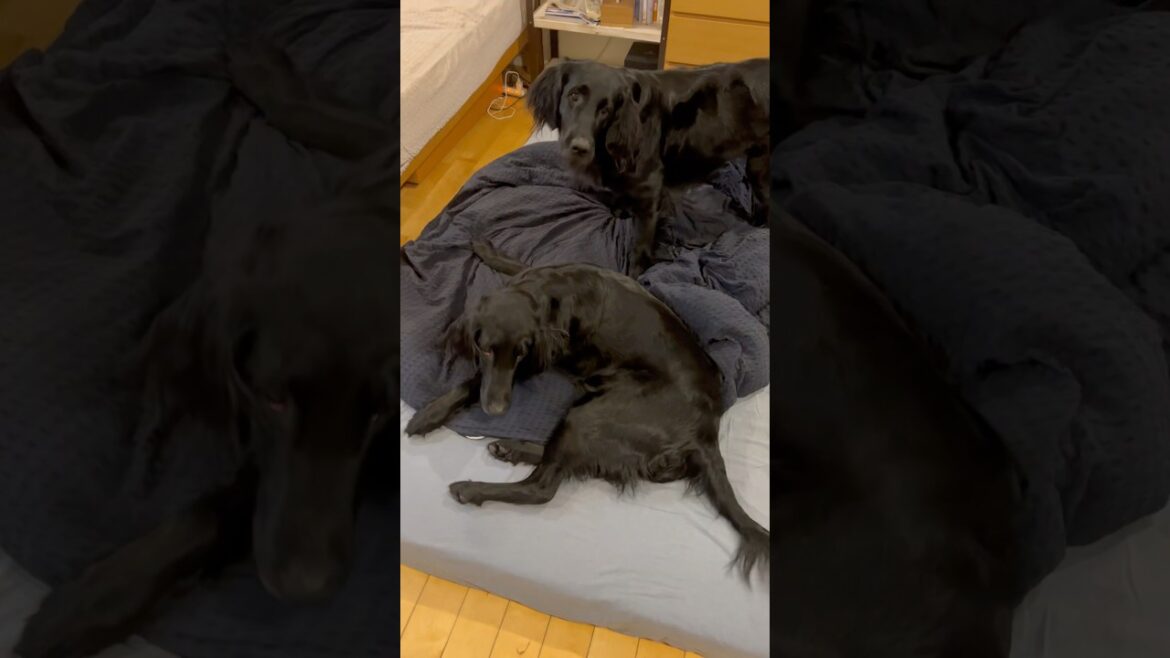 寝起きはグダグダです#flatcoatedretriever #フラットコーテッドレトリバー #グダグダ
