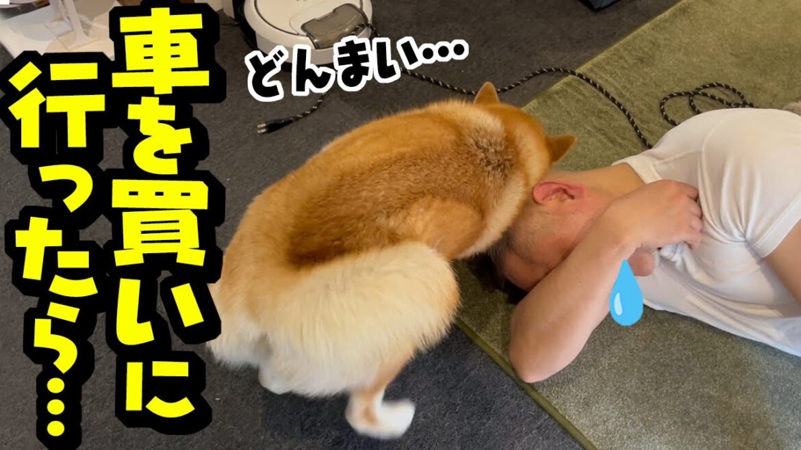 念願の新しい車を買いに行ったらまさかの事実が発覚しパパが…慰める柴犬 念願の新しい車を買いに行ったらまさかの事実が発覚しパパが…慰める柴犬