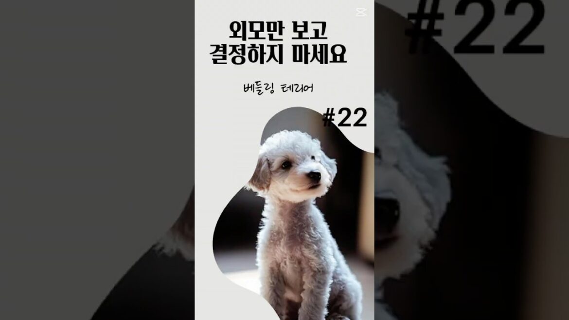 외모만 보고 결정하지 마세요 베들링 테리어편 입니다