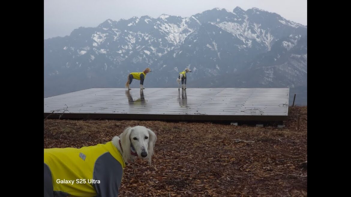 サルーキ　ぽぽ・喜八！僕もいます🐾（Saluki）