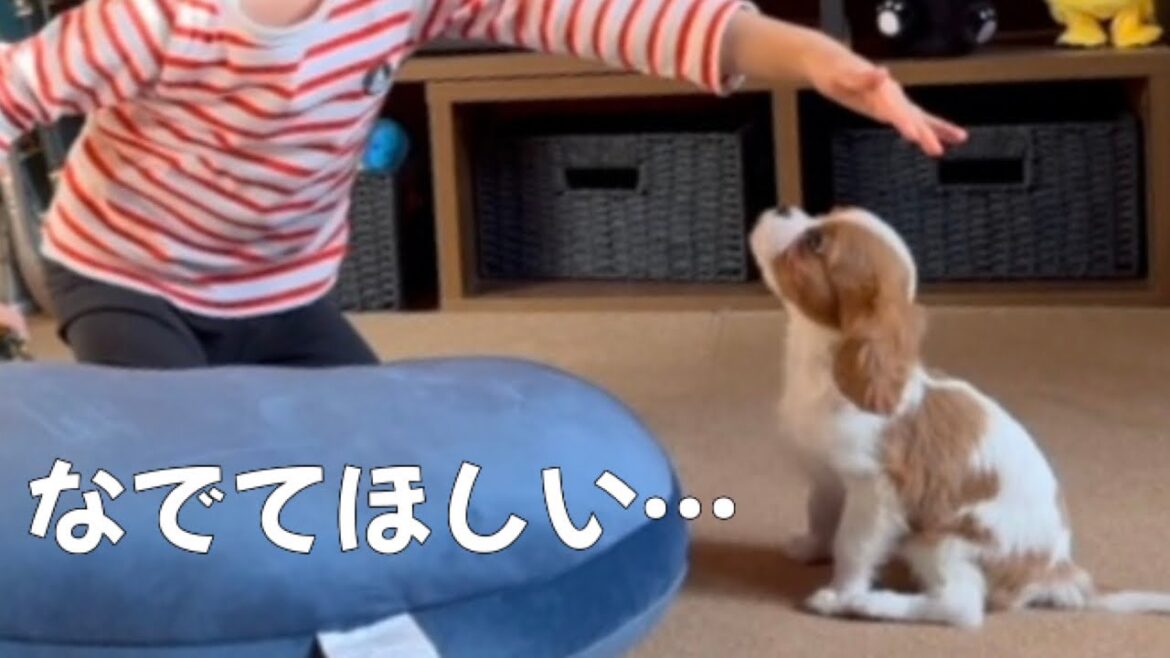【子犬の初恋】小さな男の子に恋をした、でも犬が苦手で…… / 回顧録 #3 【北海道暮らし キャバリア】 - the puppy with first love
