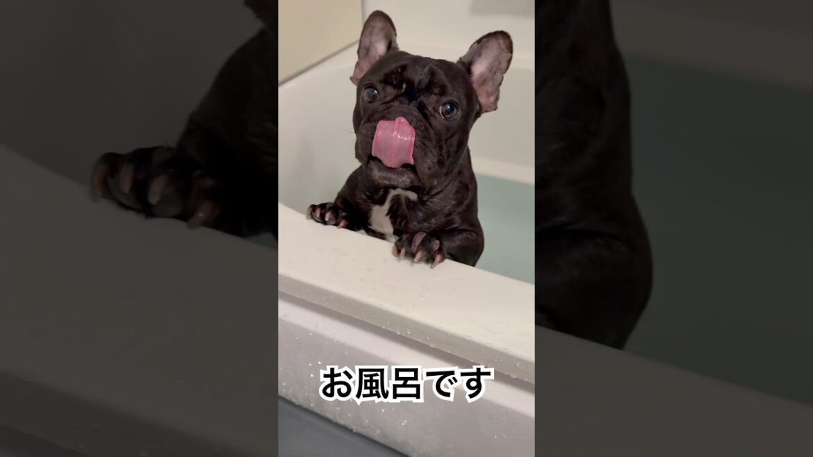 【入浴中】湯船に浸かるフレンチブルドッグ🐶🛁#frenchie #frenchbulldog #frenchbulldoglife #shorts