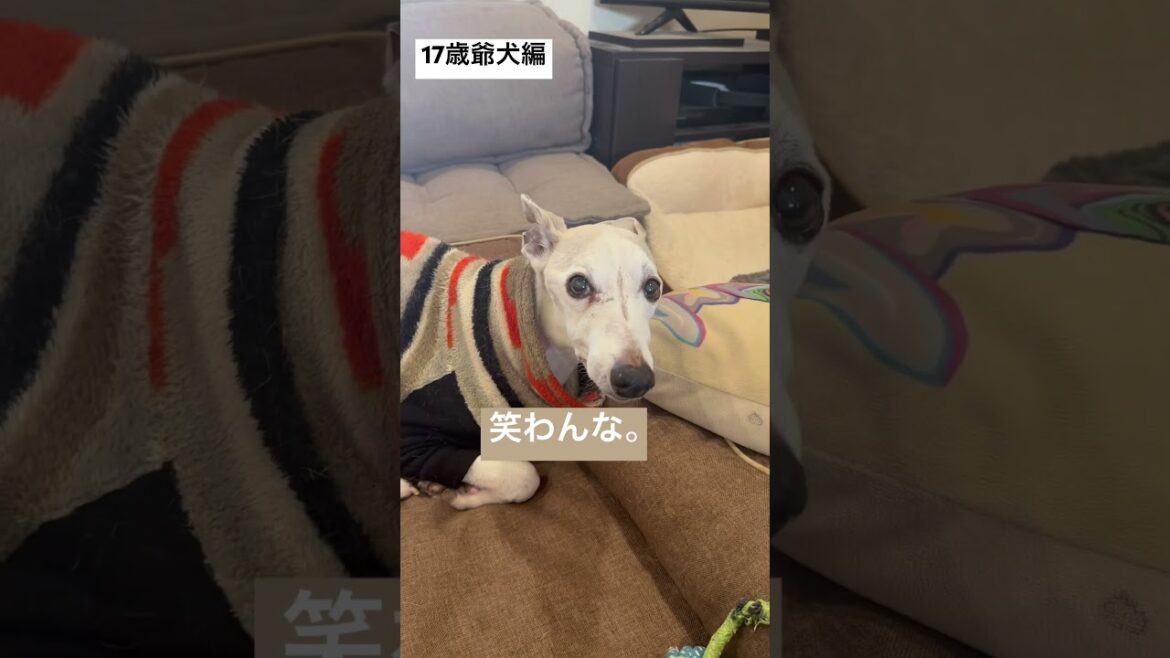 おじいちゃん犬編。眠くなったら寝る！#老犬　#ハイシニア　#ウィペット　#犬　#犬のいる生活  #老後　@借金ドッグランのPちゃん