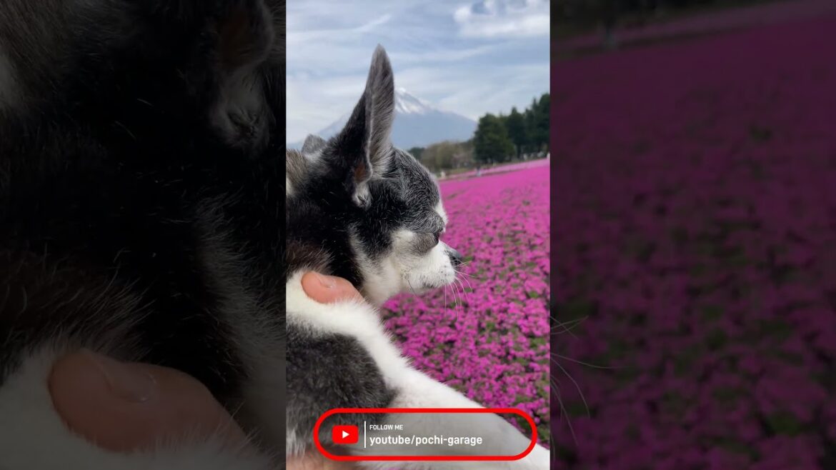 スムースコートチワワ ちび太くんと芝桜@富士芝桜まつり #Shorts #dog