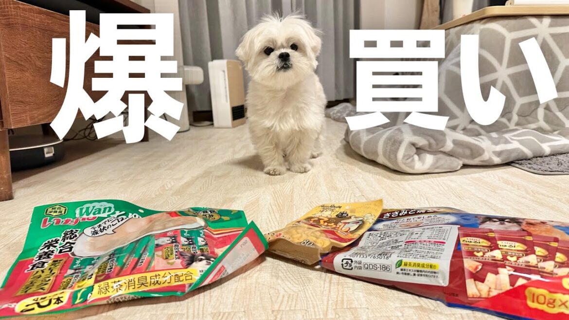 犬用品を爆買いしてきました / マルチーズ×ペキニーズ 犬用品を爆買いしてきました / マルチーズ×ペキニーズ