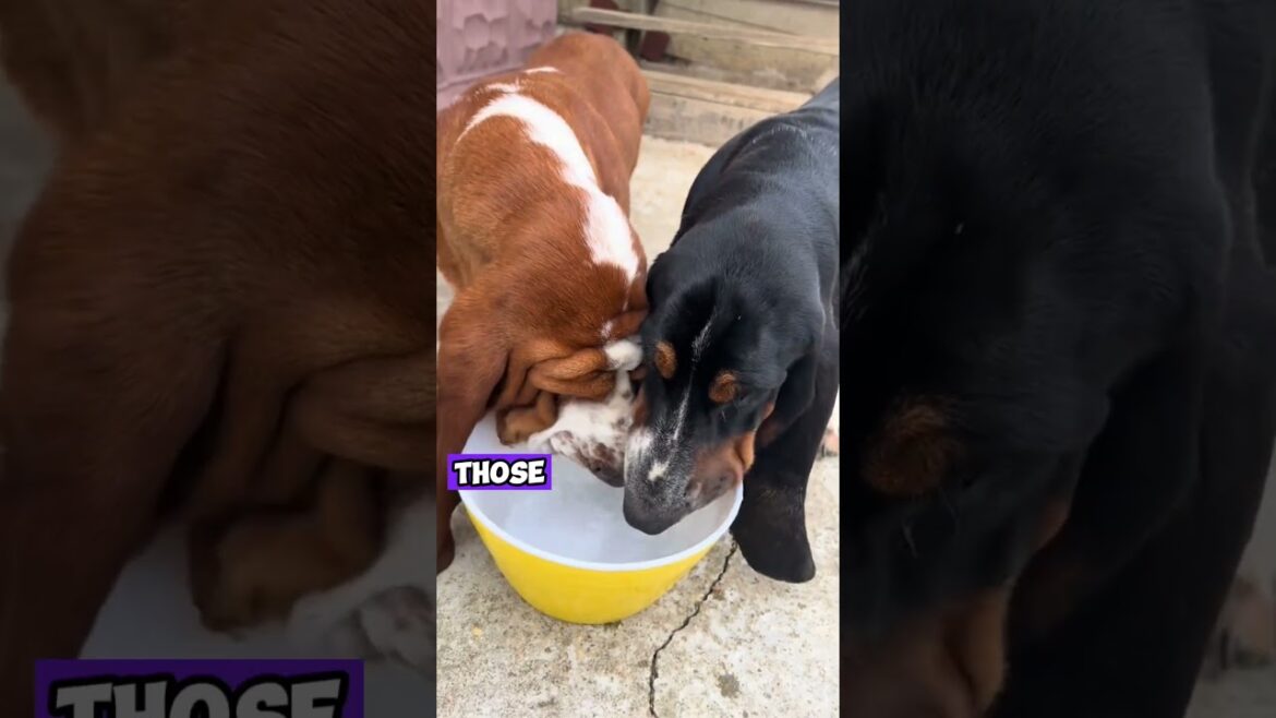 Top 3 Longest Small Dog Breeds in the World 🐶 | Cutest Long Body Dogs That'll Melt Your Heart!