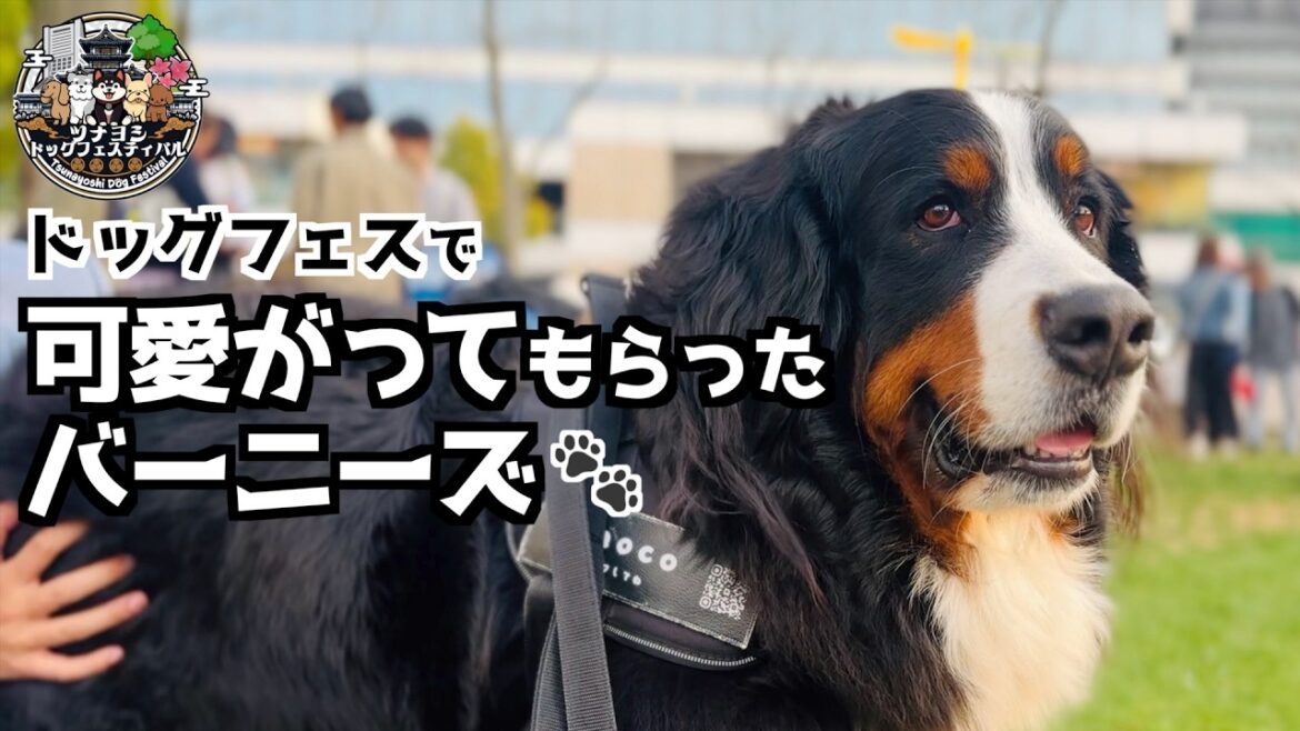 ツナヨシドッグフェスティバルでたくさん可愛がってもらったバーニーズ🐾