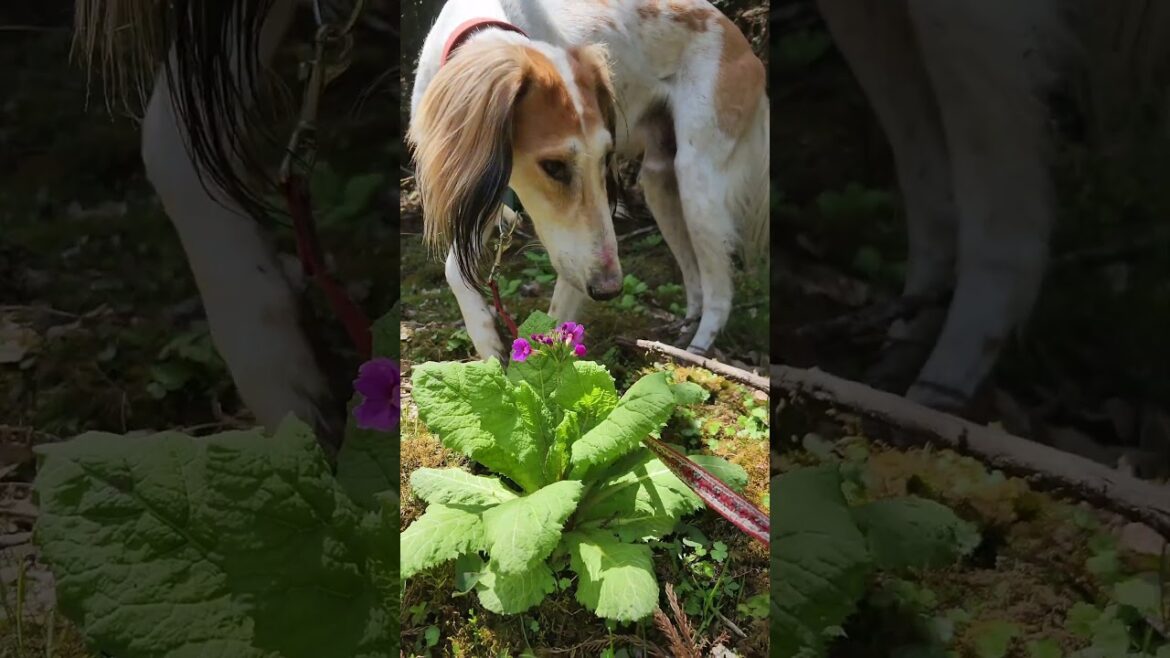 高野山#サルーキ #犬 #saluki #sighthound #dog#ハイキング犬 #低山