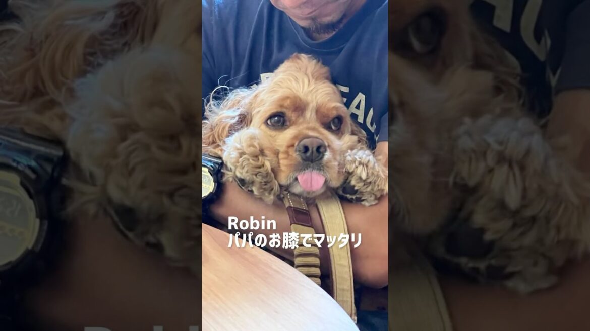 みんなはどんな過ごし方ですか？#アメリカンコッカースパニエル #アメコカ #コッカースパニエル #カフェ #cafeshizen