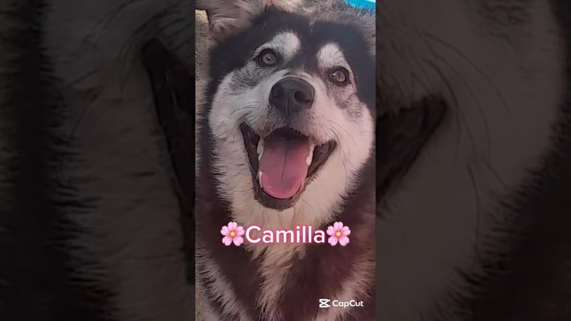 Beautiful Camilla Is Still Looking For A 4Ever Family | Furry Rescue Italy #shorts #help #dog #furry