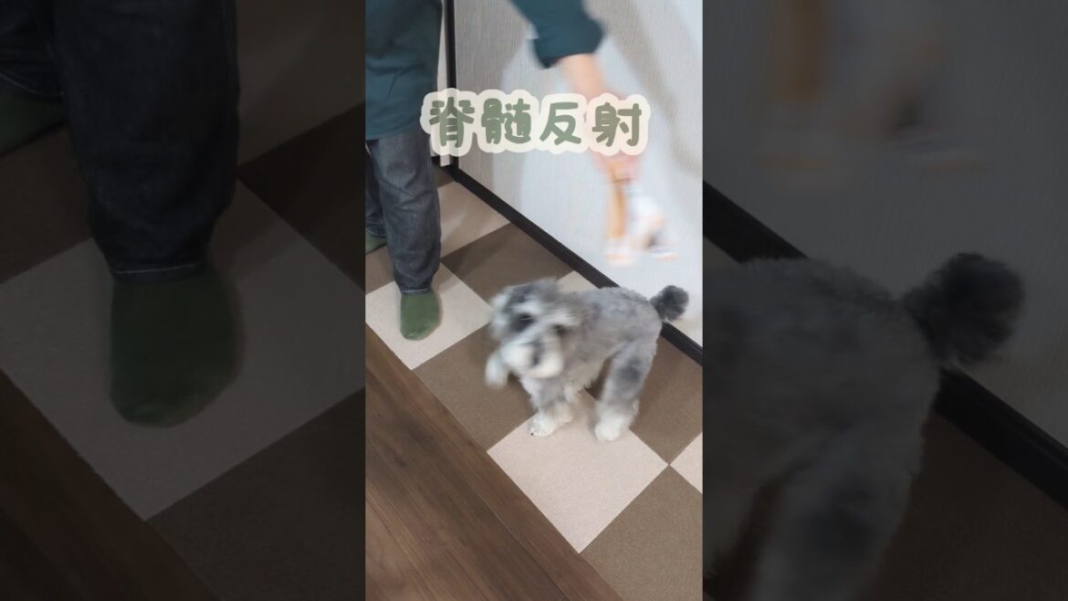目に入るもの全部おもちゃ #miniatureschnauzer #schnauzer #dog #ミニチュアシュナウザー #シュナウザー #犬のいる暮らし