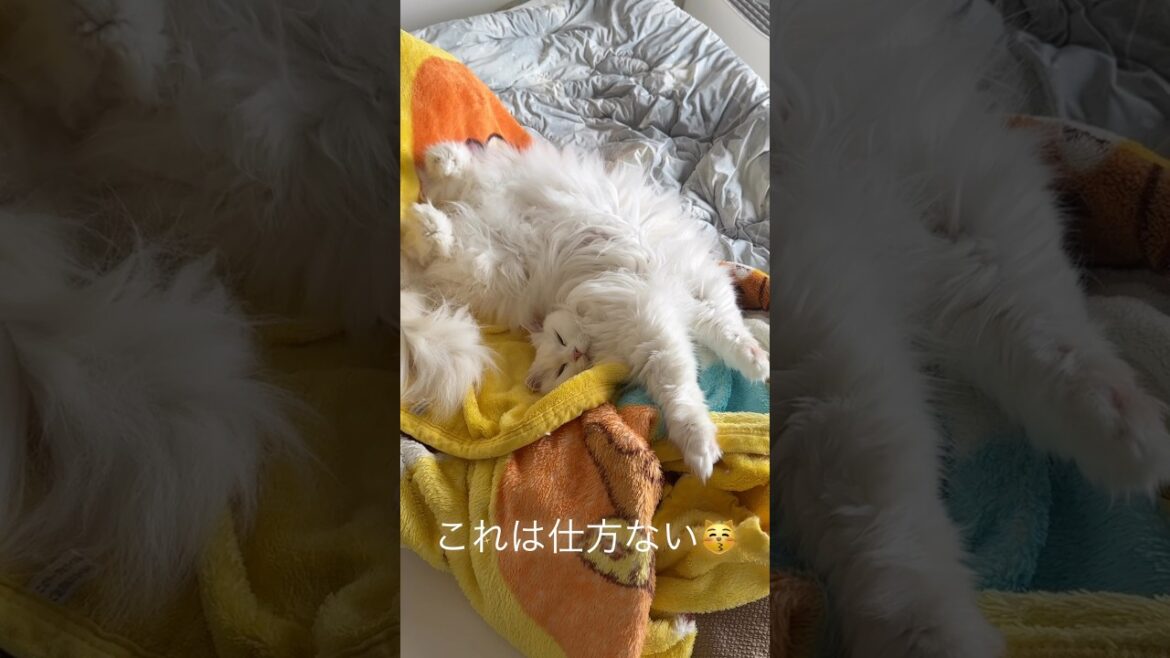 ラガマフィン白猫へそ天　布団は直せないのでそのまま夜まで直しません#ragamuffin #ラガマフィン #cat #shorts #ねこのいる暮らし