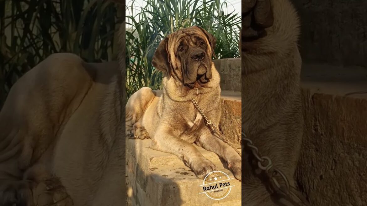 Mastiffs Always 👑 // Rahul Pets //#shorts #viral #rahulpets #trending #englishmastiff
