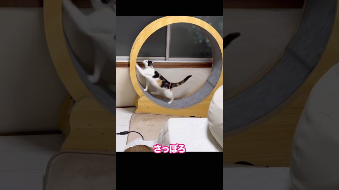 キャットホイールを乗りこなしドヤ顔する猫　#保護猫 #キャットホイール